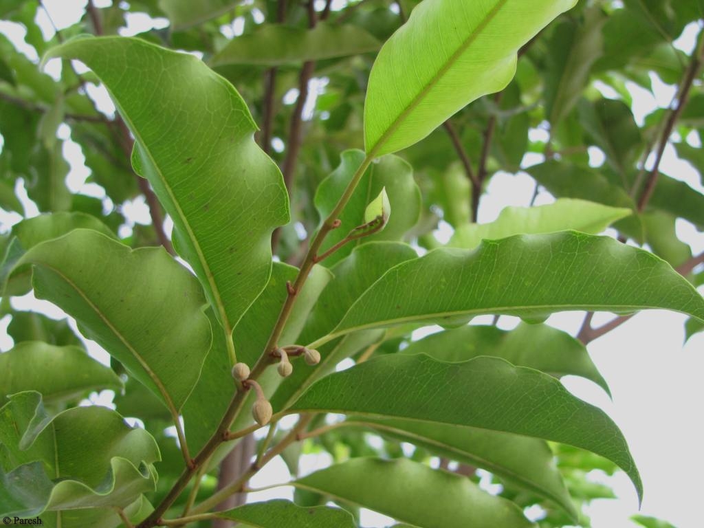 Превью  Бакула,
Гуава,
Пуннага,
Пипал